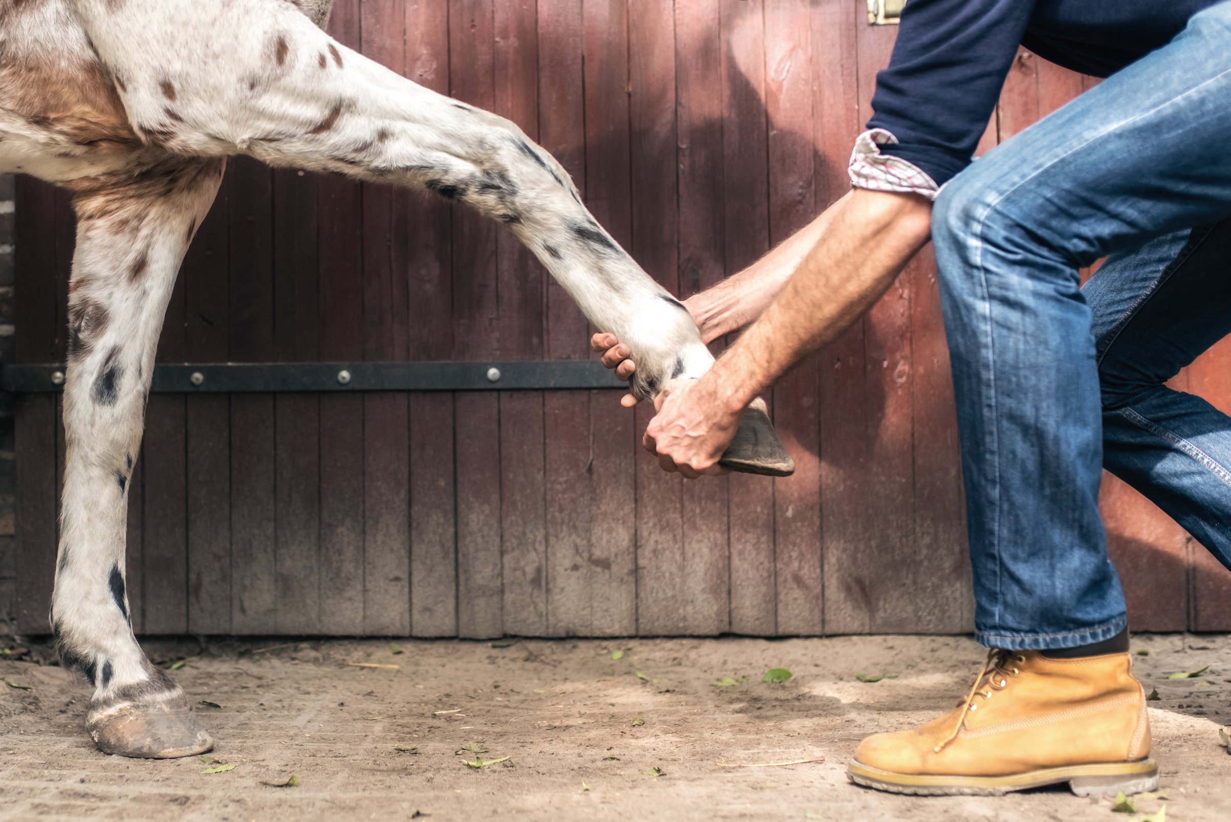 veterinarian stretching horse leg